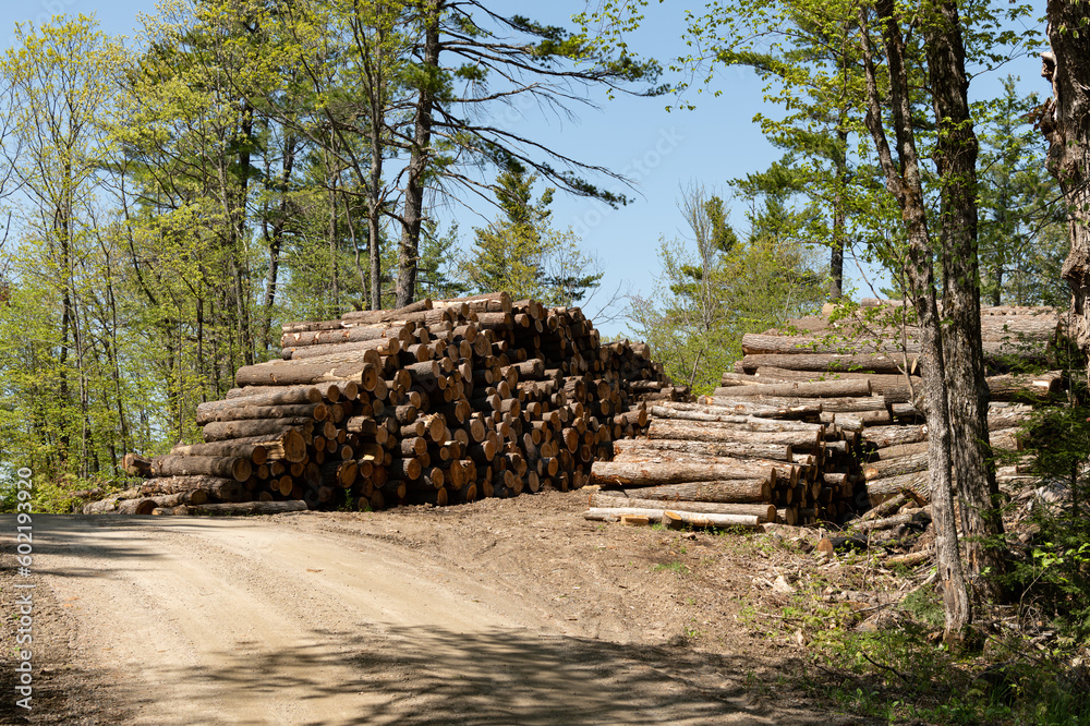 Logging Wood Pile in Rural Crown Land