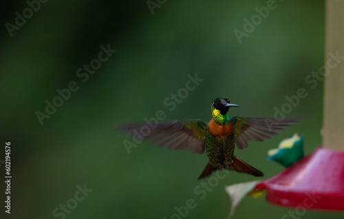 Gould's jewelfront in flight © harikrishnan