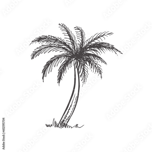 Hand drawn  sketch of palm tree. Vintage vector illustration isolated on white background. Doodle drawing.