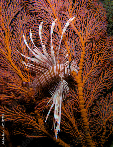 Lionfish fandango