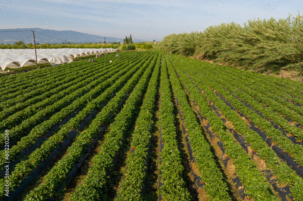 Aydın Province, Nazilli District Strawberry cultivation and strawberry greenhouses