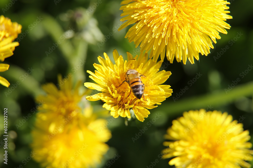 Blurred floral background, dandelions on a sunny day, a bee on a flowe Blurred floral background, dandelions on a sunny day, a bee on a flowe