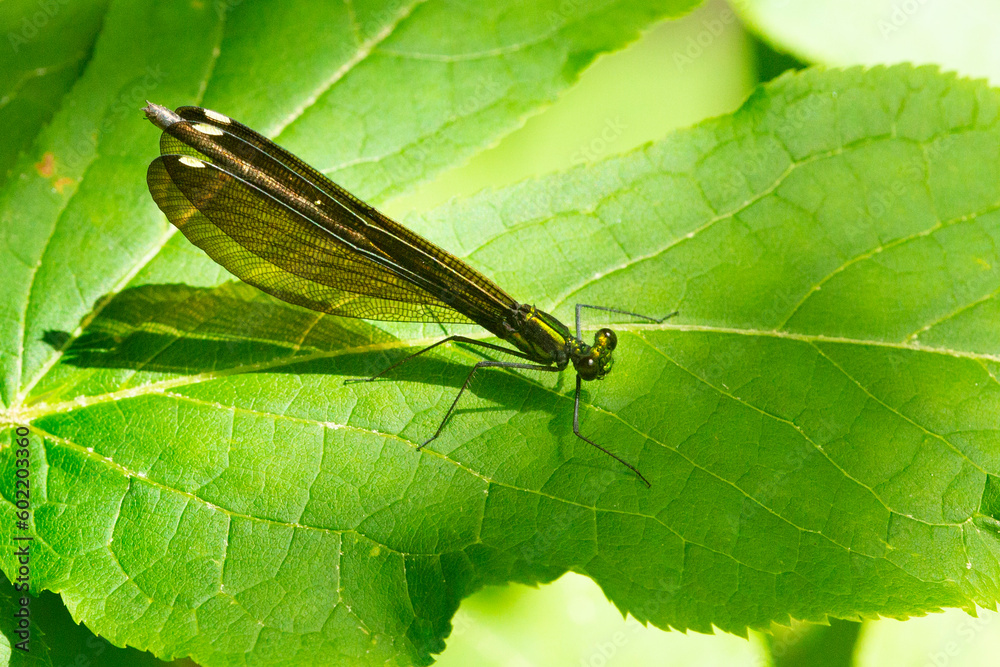 Ebony jewelwing damselfly on a leaf in Wilmot, New Hampshire. Ebony jewelwing damselfly on a leaf in Wilmot, New Hampshire.