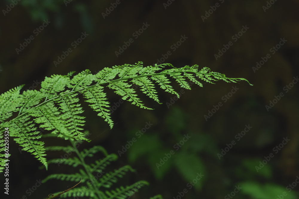 Dark green ferns growing wild in the forest Dark green ferns growing wild in the forest