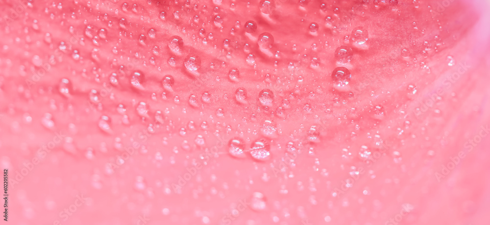 Background of pink rose petals with dew drops. Bokeh with light reflection. Macro blurred natural backdrop Background of pink rose petals with dew drops. Bokeh with light reflection. Macro blurred natural backdrop