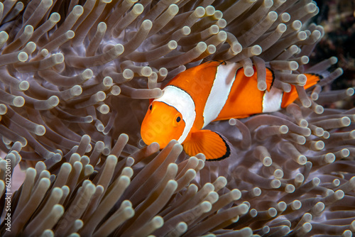 False Clown Anemonfish (Western Clownfish) - Amphiprion ocellaris living in an anemone. Underwater world of Tulamben, Bali, Indonesia.