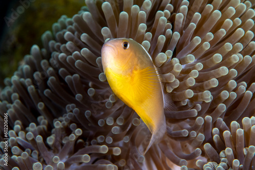 Skunk Anemonefish Amphiprion akallopisos living in an anemone. Underwater world of Tulamben, Bali, Indonesia. photo