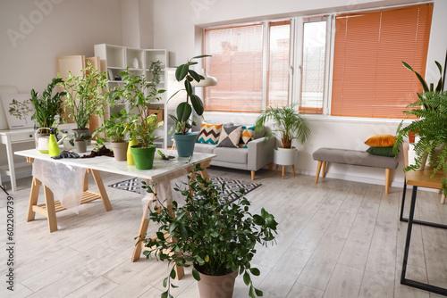 Interior of living room with green houseplants on table