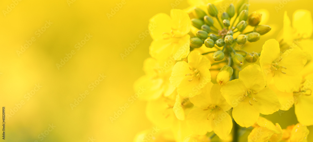 Beautiful Springtime Canola Flowers in the Meadow Beautiful Springtime Canola Flowers in the Meadow