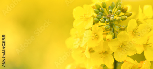 Beautiful Springtime Canola Flowers in the Meadow © maykal