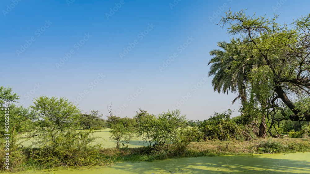 The surface of the lake in a swampy area is covered with duckweed. Mycteria leucocephala storks have settled on the branches of green trees. Blue sky. Copy space. India. Keoladeo Bird Sanctuary. 