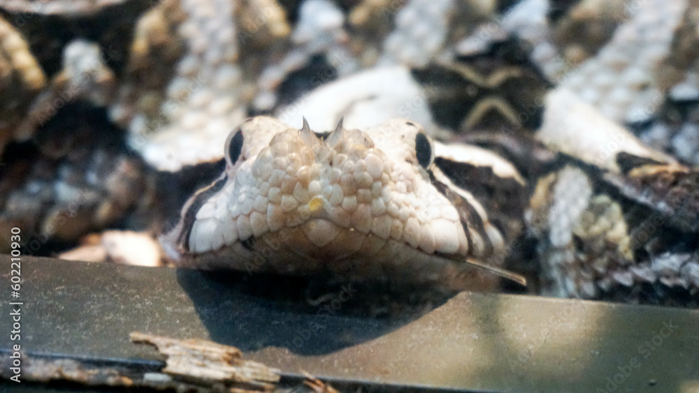snake in philadelphia zoo snake in philadelphia zoo