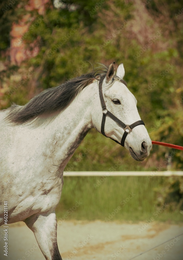 Obraz premium Grey horse on a lunge line during a training in a riding club