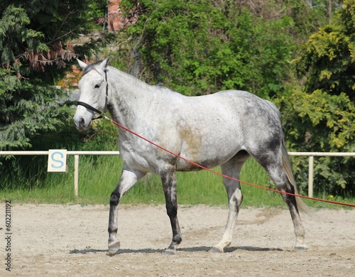 Grey horse on a lunge line during a training in a riding club © Vladimra