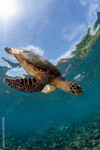 Fototapeta Naklejka Na Ścianę i Meble -  Hawksbill Turtle - Eretmochelys imbricata. Sea life of Tulamben, Bali, Indonesia.