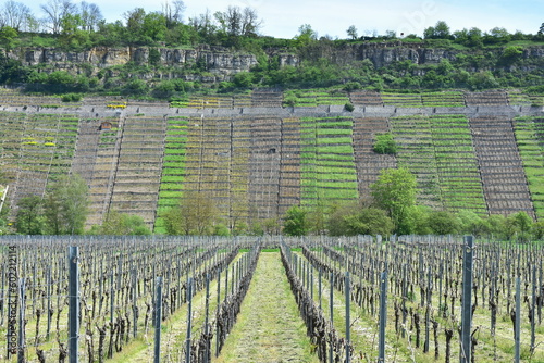 vineyards aong river Neckar near town Heilbronn in Germany,Europe photo