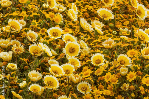 Coastal Tidytips and California Goldfields in-bloom at Mori Point, Pacifica, California, USA. photo