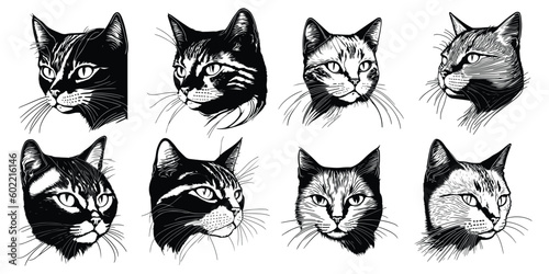 Fototapeta Naklejka Na Ścianę i Meble -  set of cats. Cat face sketch black outline logo vector. Cat face logo