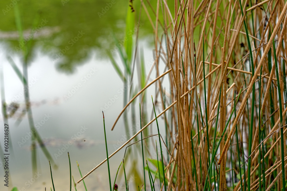 Obraz premium Scenic view of pond with reed at public park named Irchel at City of Zürich on a cloudy spring morning . Photo taken May 9th, 2023, Zurich, Switzerland.