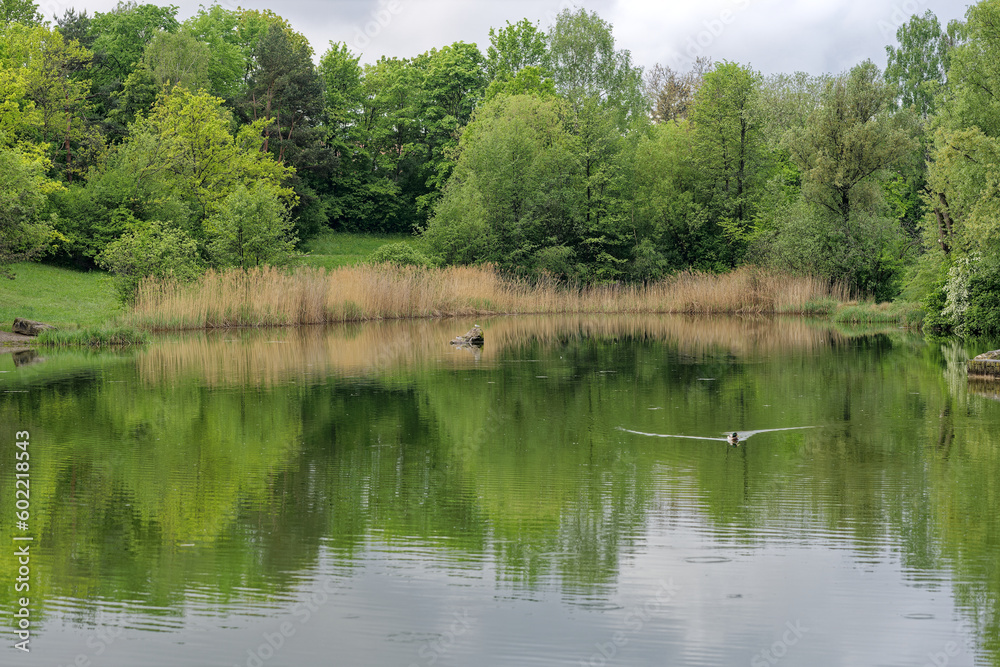 Scenic view of pond with reed and trees at public park named Irchel at City of Zürich on a cloudy spring morning . Photo taken May 9th, 2023, Zurich, Switzerland. Scenic view of pond with reed and trees at public park named Irchel at City of Zürich on a cloudy spring morning . Photo taken May 9th, 2023, Zurich, Switzerland.