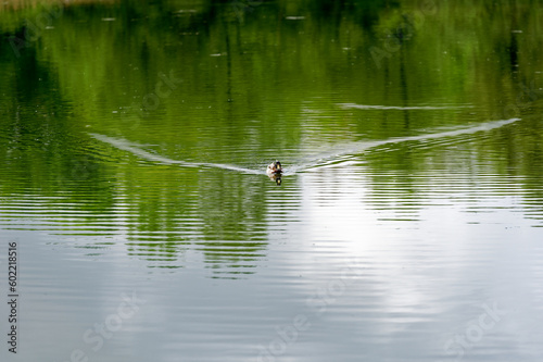 Pond at public park named Irchel with swimming male mallard duck. Photo taken May 9th, 2023, Zurich, Switzerland.