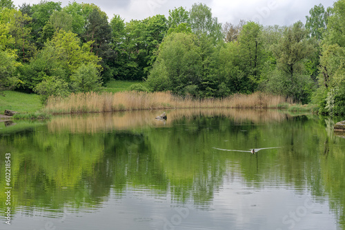 Scenic view of pond with reed and trees at public park named Irchel at City of Zürich on a cloudy spring morning . Photo taken May 9th, 2023, Zurich, Switzerland.