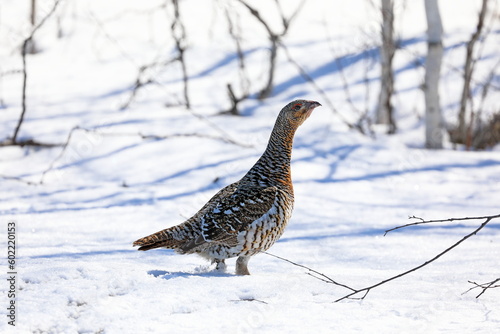 Tetrao urogallus. Female capercaillie in the Arctic forest tundra of Russia photo
