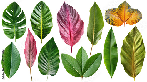 Collection of various tropical leaves on transparent background  Generative AI