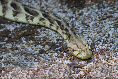 Puffotter / Puff adder / Bitis arietans photo