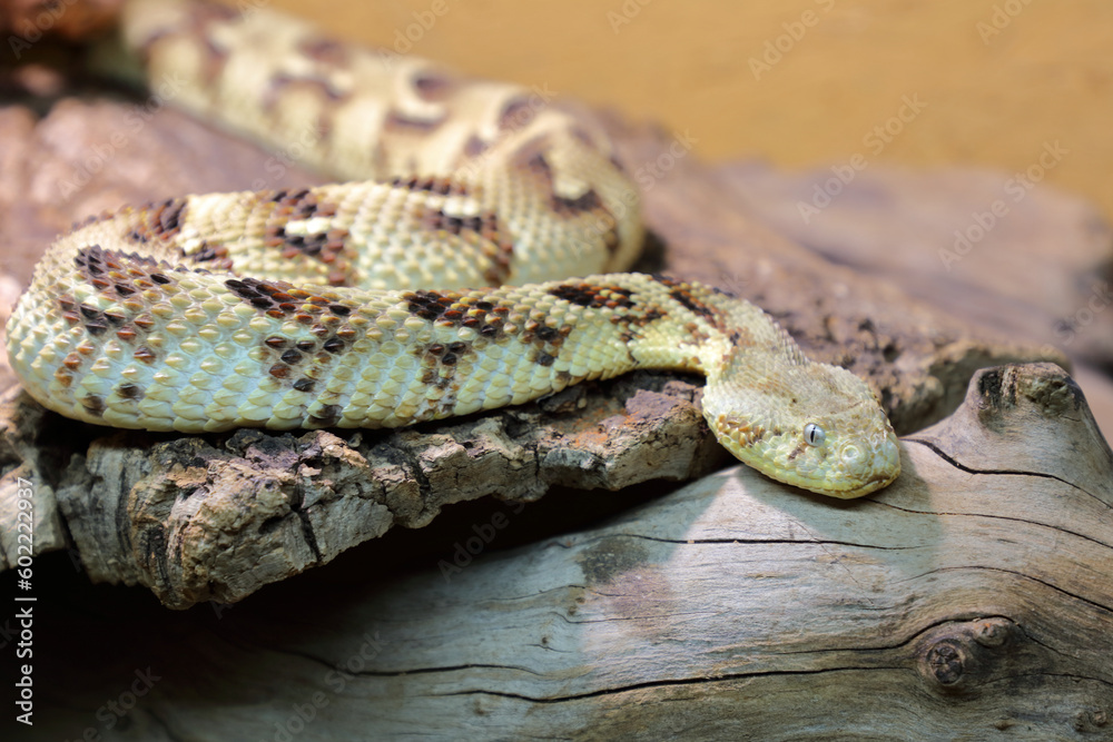 Puffotter / Puff adder / Bitis arietans Puffotter / Puff adder / Bitis arietans