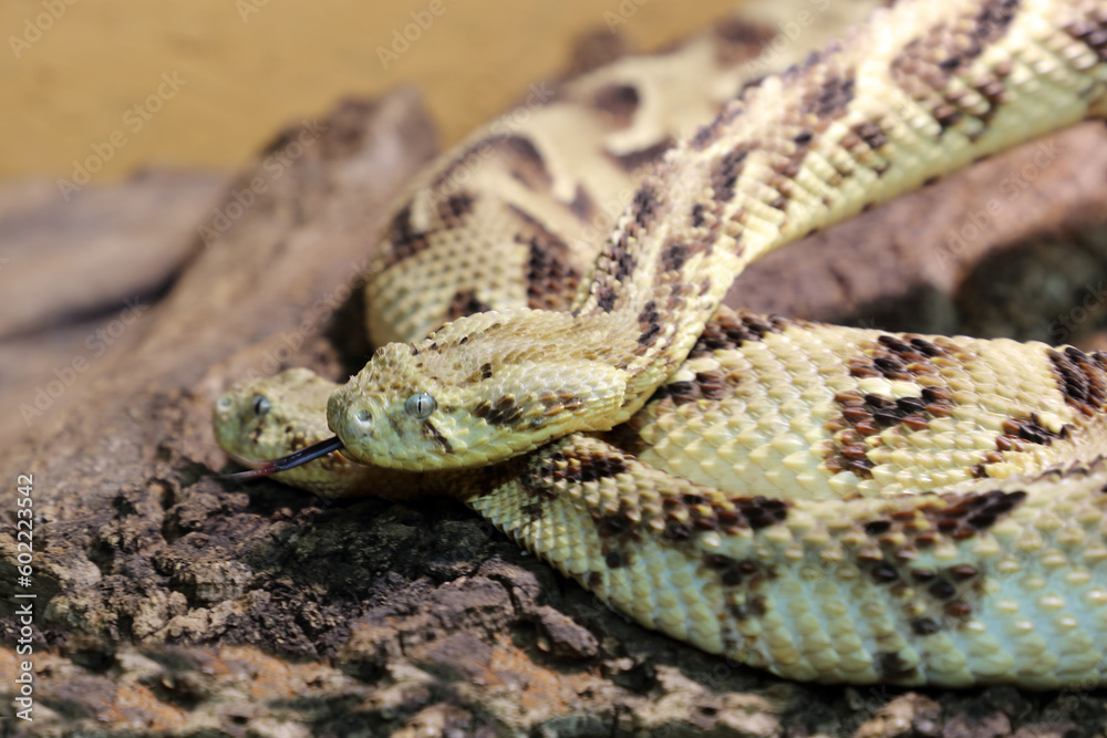 Puffotter / Puff adder / Bitis arietans Puffotter / Puff adder / Bitis arietans