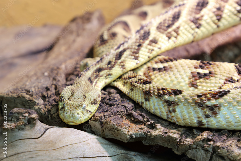 Puffotter / Puff adder / Bitis arietans Puffotter / Puff adder / Bitis arietans