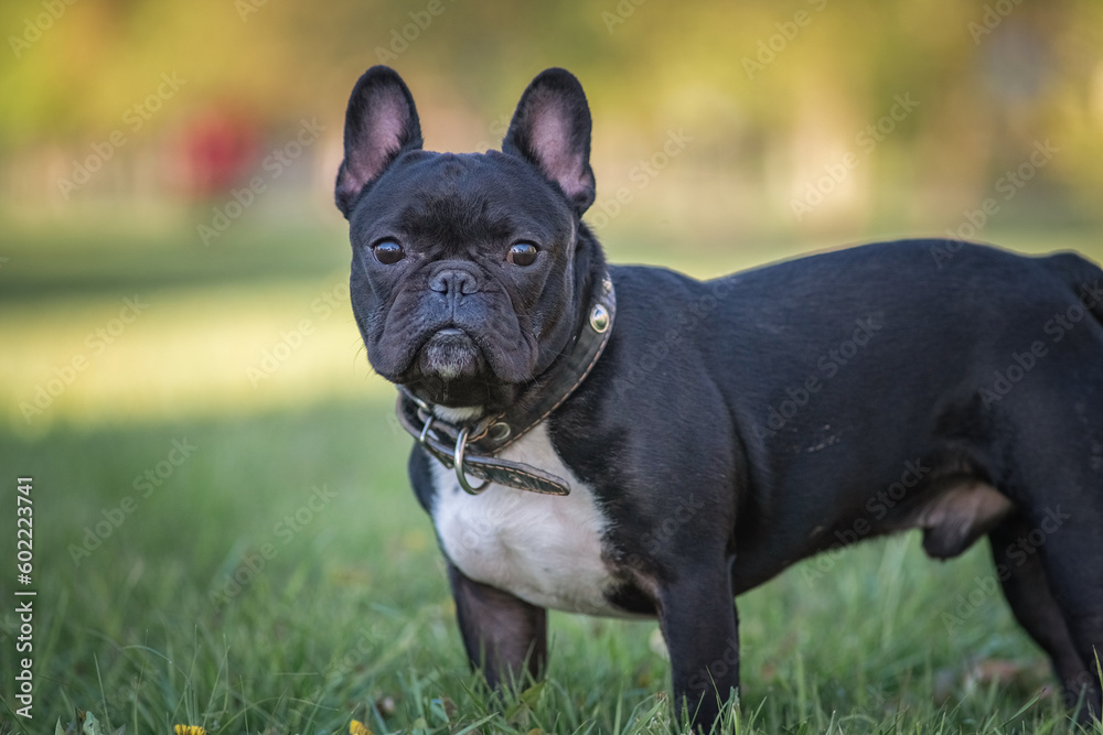 Beautiful thoroughbred french bulldog on a walk on the grass. Beautiful thoroughbred french bulldog on a walk on the grass.