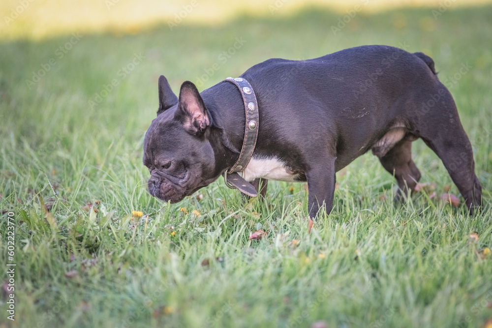 Beautiful thoroughbred french bulldog on a walk on the grass. Beautiful thoroughbred french bulldog on a walk on the grass.