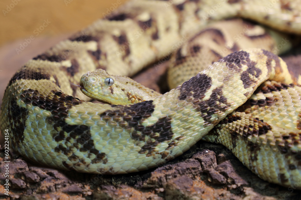 Puffotter / Puff adder / Bitis arietans Puffotter / Puff adder / Bitis arietans
