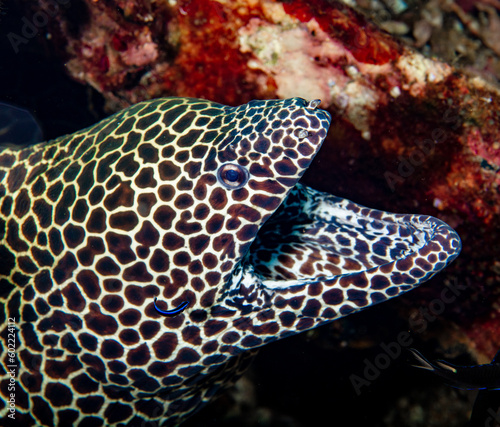 Honeycomb moray eel