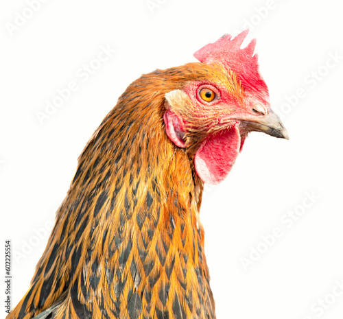 Portrait of a black rooster on a white background. Close-up.