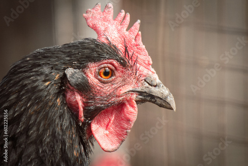 Portrait of a rooster on a farm. Close-up