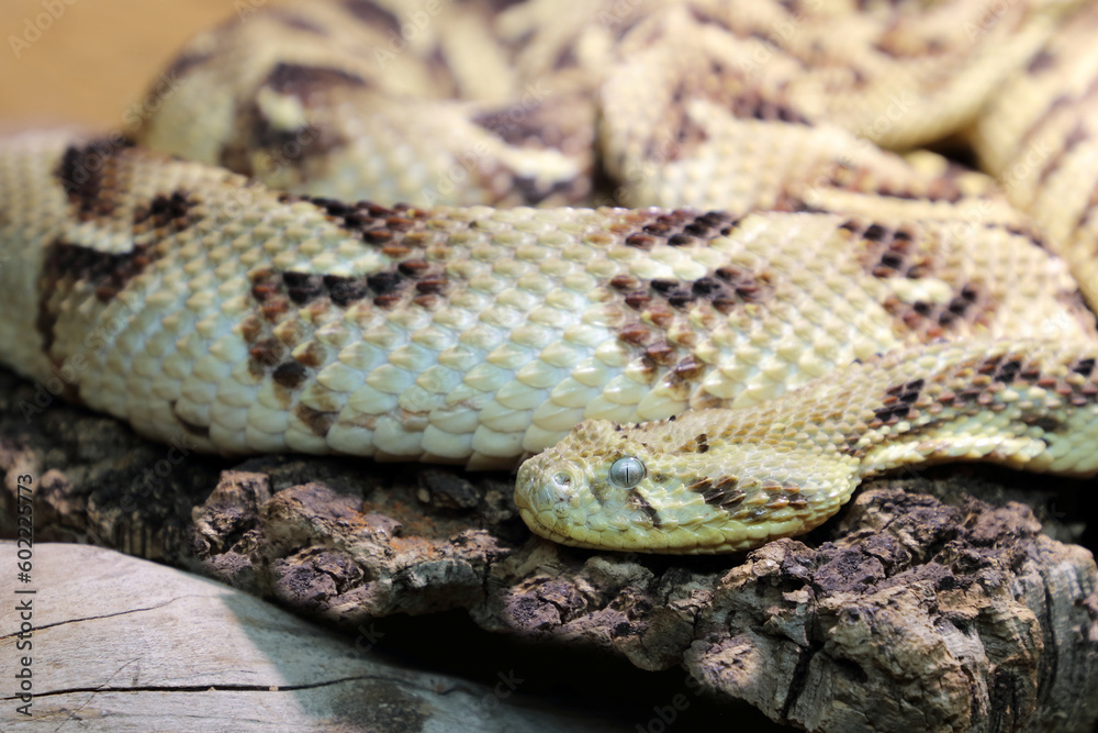 Obraz premium Puffotter / Puff adder / Bitis arietans