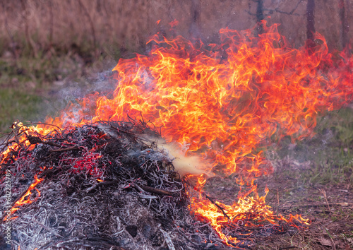 Burning dry grass on the ground in the forest. Close-up