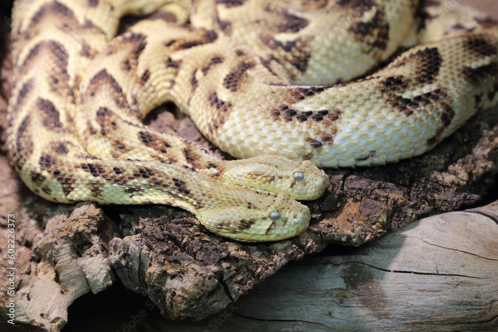 Fototapeta premium Puffotter / Puff adder / Bitis arietans