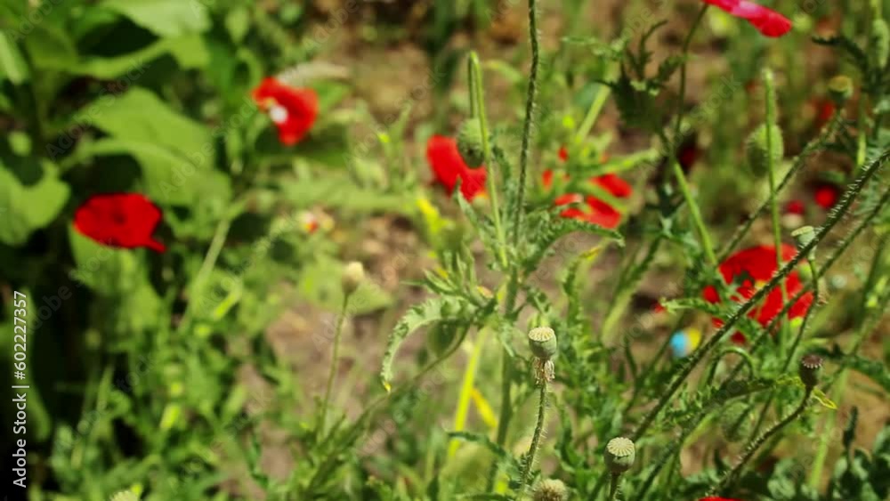 Pink poppies flowers bloom swaying from wind in meadow close up in spring. Nature concept Pink poppies flowers bloom swaying from wind in meadow close up in spring. Nature concept