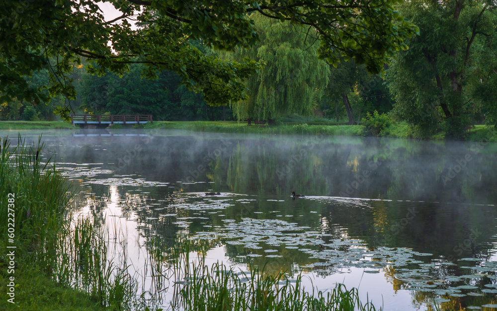 a lonely duck swimming in a pond on a foggy morning a lonely duck swimming in a pond on a foggy morning