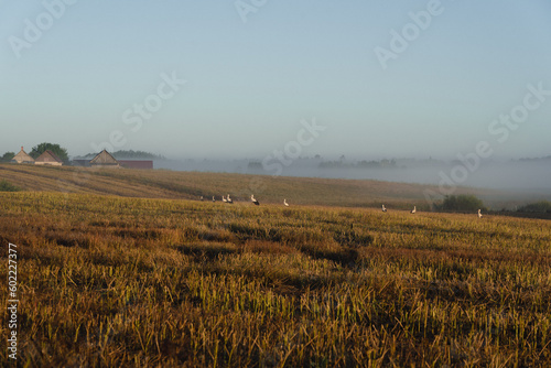 A foggy morning in the countryside with storks and houses on a hill