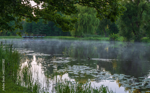 a lonely duck swimming in a pond on a foggy morning