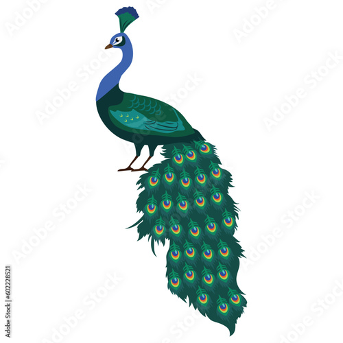 Pretty colorful peacock  vector cartoon illustration