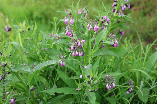 Portrait Herdibal Comfrey Herb, Symphytum officinale in the wild, which is a perennial flowering plant in the family Boraginaceae © macrossphoto