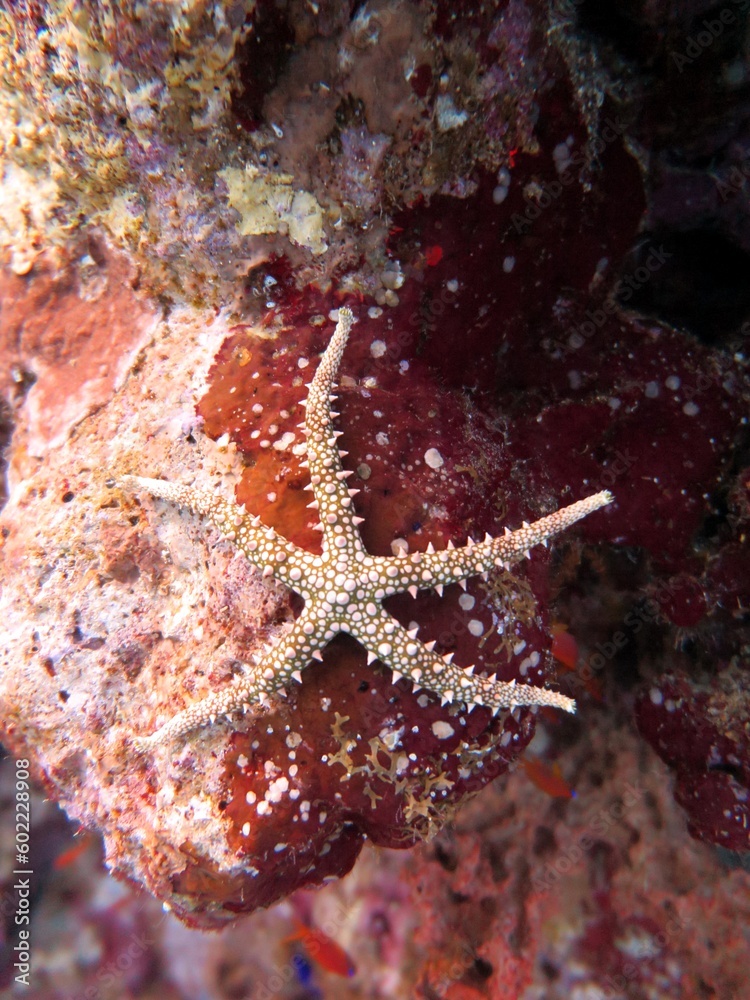 red sea star fish red sea star fish