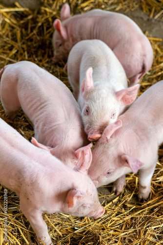 Close-up of piglets in the pigsty. Appropriate husbandry of pigs and piglets on an organic farm in northern Germany © ksl