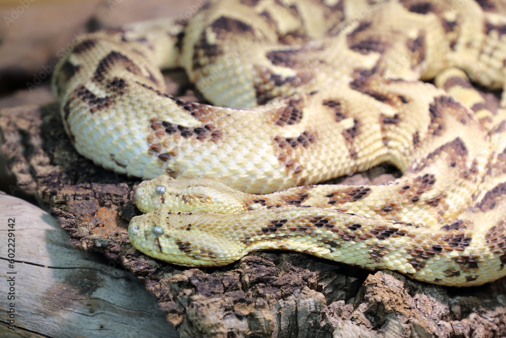 Puffotter / Puff adder / Bitis arietans Puffotter / Puff adder / Bitis arietans